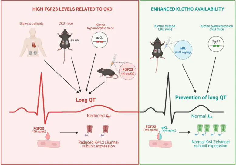 Infographic explaining what Klotho is and how it works.